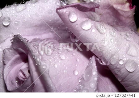 Beautiful Blue Moon Rose Flower with rain droplets pink colour petals 127027441