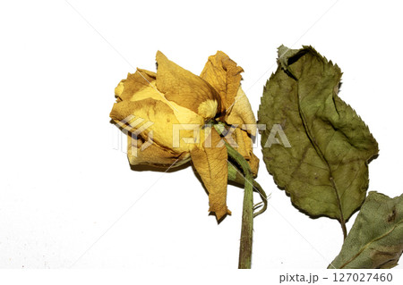 Close Up of Dead Dried Yellow and Red Rose Flower Petals on a White Background Close Up of Dead Dried Yellow and Red Rose Flower Petals on a White Background 127027460