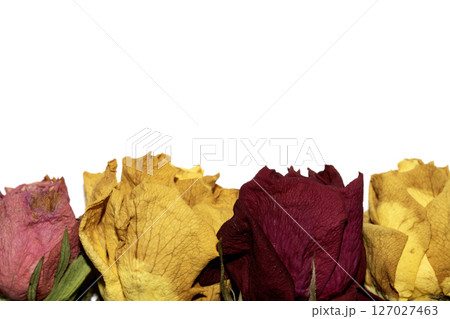 Close Up of Dead Dried Yellow and Red Rose Flower Petals on a White Background 127027463