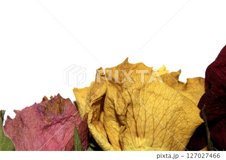 Close Up of Dead Dried Yellow and Red Rose Flower Petals on a White Background 127027466