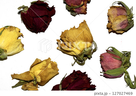 Close Up of Dead Dried Yellow and Red Rose Flower Petals on a White Background Close Up of Dead Dried Yellow and Red Rose Flower Petals on a White Background 127027469