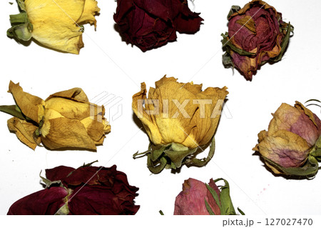 Close Up of Dead Dried Yellow and Red Rose Flower Petals on a White Background 127027470