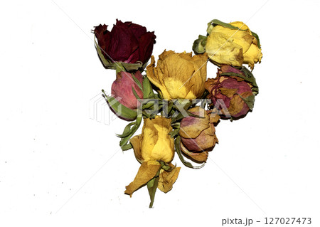 Close Up of Dead Dried Yellow and Red Rose Flower Petals on a White Background 127027473