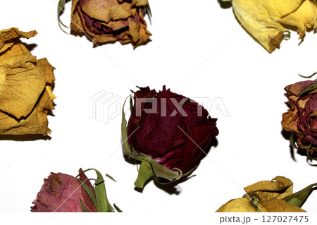Close Up of Dead Dried Yellow and Red Rose Flower Petals on a White Background 127027475