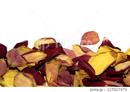 Beautiful withered dried dead rose petals on a white background 127027479
