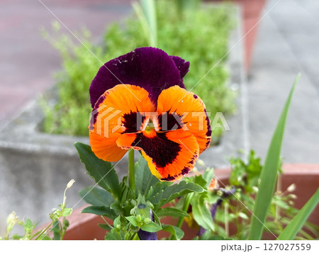 Single pansy with orange and purple petals. Close-up of vibrant flower in concrete planter near walkway. 127027559