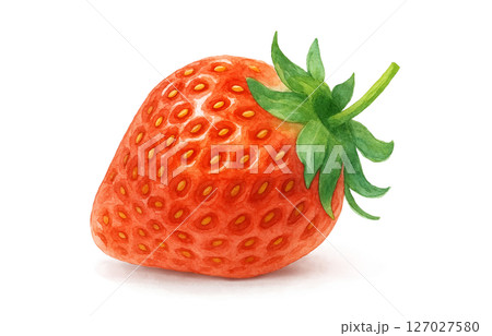 いちご 水彩 イラスト 白バック いちご 水彩 イラスト 白バック 127027580