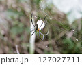 オオジョロウグモの捕食 127027711