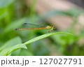 リュウキュウベニイトトンボ 真横 127027791