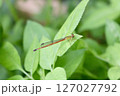 リュウキュウベニイトトンボ　斜め横 127027792