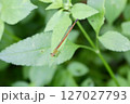 リュウキュウベニイトトンボ　頭下 127027793