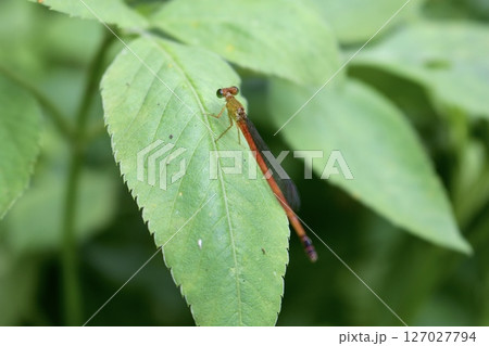 リュウキュウベニイトトンボ　頭上 127027794