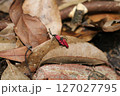 オオシマカクムネベニボタル 127027795