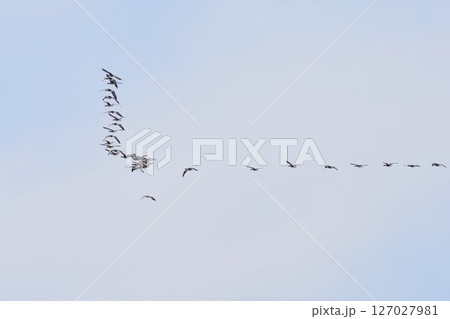 北海道の春に訪れるオナガガモの群れのⅤ字飛行 127027981