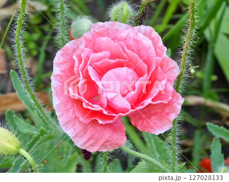 Bright pink poppy flower, seed heads and buds of oriental poppy on a sunny summer day. 127028133