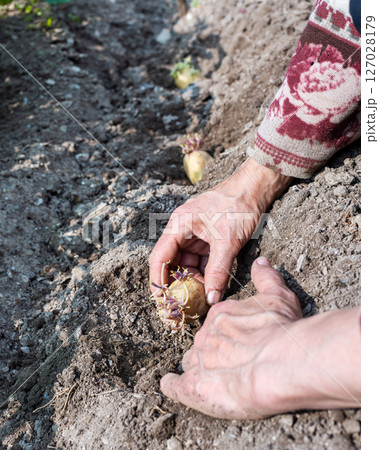 Hand planting potato tubers with sprouts in the ground. Agriculture. 127028179