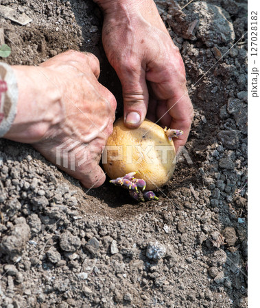 Hand planting potato tubers with sprouts in the ground. Agriculture. Hand planting potato tubers with sprouts in the ground. Agriculture. 127028182