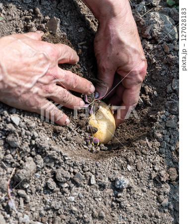 Hand planting potato tubers with sprouts in the ground. Agriculture. Hand planting potato tubers with sprouts in the ground. Agriculture. 127028183