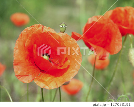Bunch of red flowers with a yellow center Bunch of red flowers with a yellow center 127028191