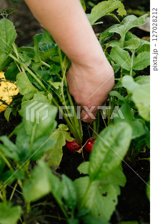 Hand Harvesting Fresh Radishes in a Garden Hand Harvesting Fresh Radishes in a Garden 127028212