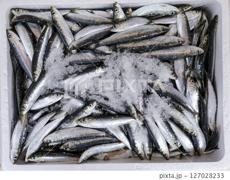 Freshly caught Sardina pilchardus or sardela on counter at Greek fish market. Horizontal. Freshly caught Sardina pilchardus or sardela on counter at Greek fish market. Horizontal. 127028233