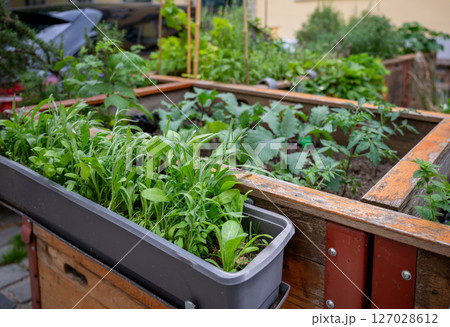 Young vegetable plants growing in a wooden garden bed, concept of home gardening 127028612