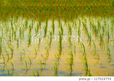 A large area of rice seedlings growing in the fields of Korea. 127028759
