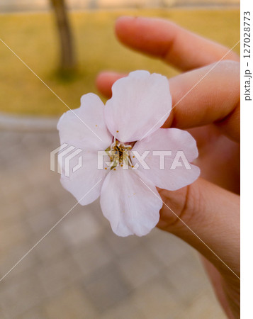 Flower of sakura on woman hand with blurred bokeh background 127028773