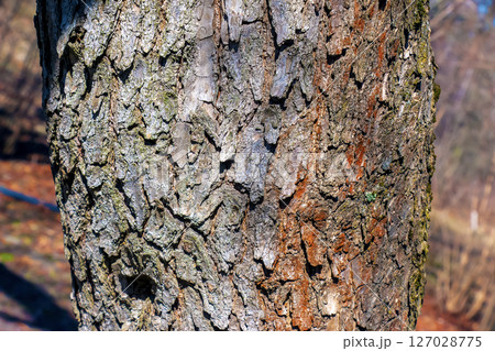 Detail of the bark of a Catalpa tree - Latin name - Catalpa bignonioides Detail of the bark of a Catalpa tree - Latin name - Catalpa bignonioides 127028775