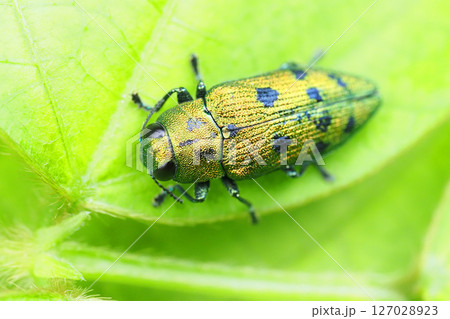 マスダクロホシタマムシ 127028923