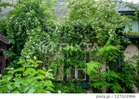 Lush green vines and blooming flowers covering house wall and window view 127028966