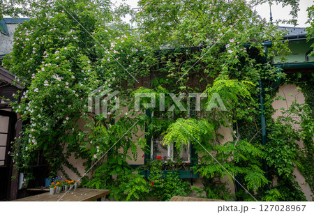 Lush green vines and blooming flowers covering house wall and window view 127028967