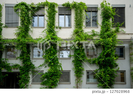 Lush green ivy climbing on a modern building facade with windows and shutters 127028968