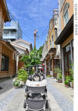 愛犬と小江戸川越でお散歩　（埼玉県・川越市）チワワ 127029078