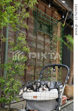 愛犬と小江戸川越でお散歩 (埼玉県・川越市)チワワ 愛犬と小江戸川越でお散歩 (埼玉県・川越市)チワワ 127029091