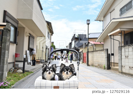 愛犬と小江戸川越でお散歩　（埼玉県・川越市）チワワ 127029116