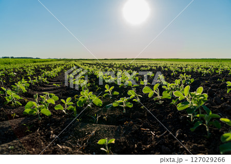Rows of healthy soybean plants grow vigorously in a sunlit field with clear blue skies Rows of healthy soybean plants grow vigorously in a sunlit field with clear blue skies 127029266