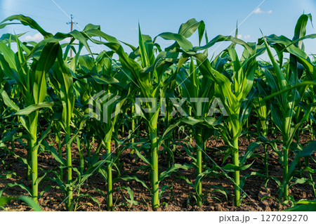 Lush green corn plants grow tall under bright summer sunlight, showcasing healthy stalks in a thriving agricultural field 127029270