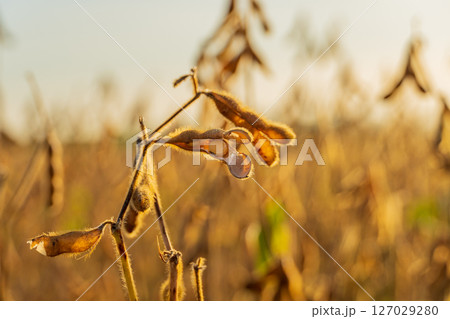 Ripe soybean pods dangle from a plant in a field during the golden hour of autumn, showcasing their mature state ready for harvest Ripe soybean pods dangle from a plant in a field during the golden hour of autumn, showcasing their mature state ready for harvest 127029280