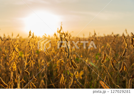 Soybean plants stand tall in a golden field as the sun sets, illuminating the pods filled with ripe soybeans ready for harvest 127029281
