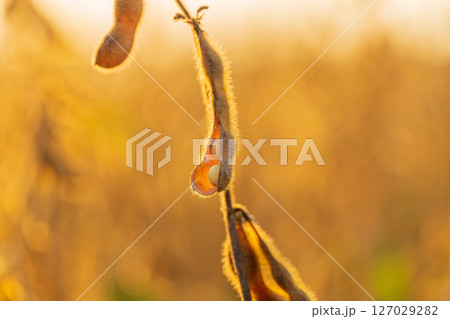 Soybean pods are illuminated in golden light as they hang from the plant in a field, signaling the approach of harvest in the evening 127029282