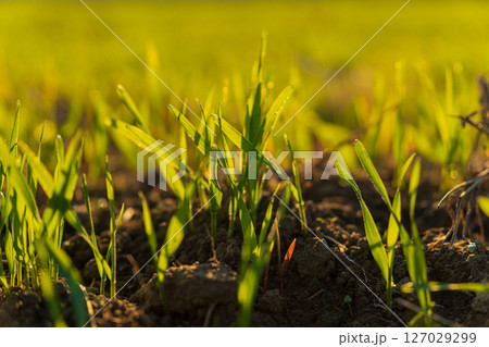 Young winter wheat sprouts emerge from fertile soil in a field, basking in warm sunlight during the growth phase of the season 127029299