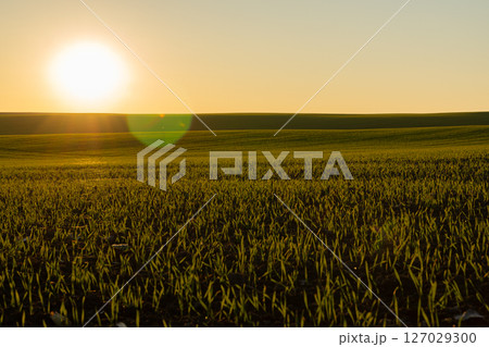 Winter wheat sprouts thrive in a lush green field, illuminated by soft sunlight during early morning hours, showcasing nature's growth 127029300