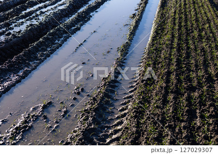 Water-filled furrows in a rice field reveal fresh plowing, with young plants sprouting in lush green rows under bright sunlight Water-filled furrows in a rice field reveal fresh plowing, with young plants sprouting in lush green rows under bright sunlight 127029307