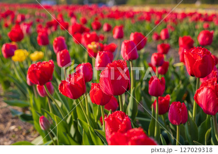A vibrant field filled with blooming tulips displays a stunning array of colors, highlighting nature's beauty during springtime 127029318