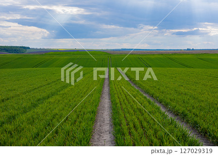 Vibrant green rice fields with a dirt path meander through the landscape under a cloudy sky, showcasing nature's beauty 127029319