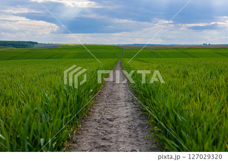 A dirt path winds through a bright green field, framed by expansive clouds and sunlight breaking through, capturing nature's tranquility 127029320