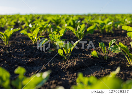 Young sugar beet plants thrive in a well-tended field under clear blue skies, showcasing vibrant greens and healthy soil Young sugar beet plants thrive in a well-tended field under clear blue skies, showcasing vibrant greens and healthy soil 127029327