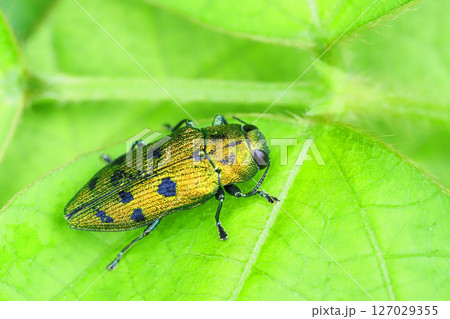 マスダクロホシタマムシ 127029355