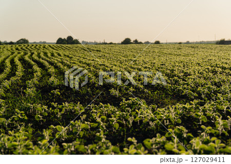 Vast rows of young soybean plants thrive in a lush field, basking in the warm light of the setting sun, promising a bountiful harvest 127029411